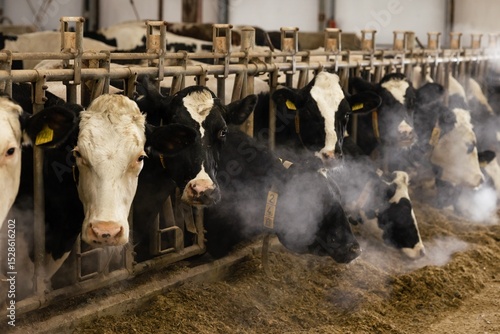Wallpaper Mural cows on a farm, farming in winter Torontodigital.ca