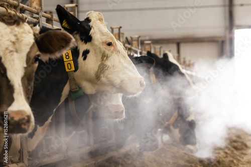 Wallpaper Mural cows on a farm, farming in winter Torontodigital.ca