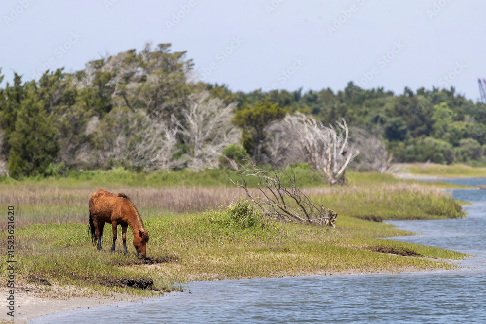 Fototapeta premium Feral Horses Beaufort North Carolina