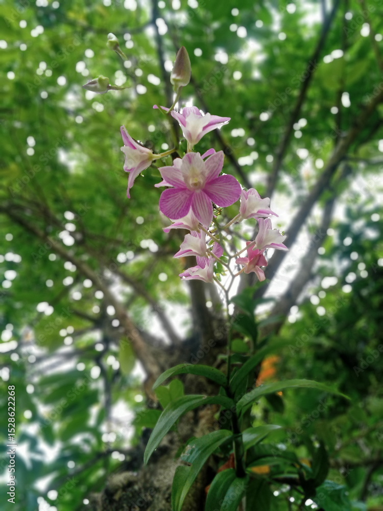 Fototapeta premium Orchid flowers blooming on a tree branch