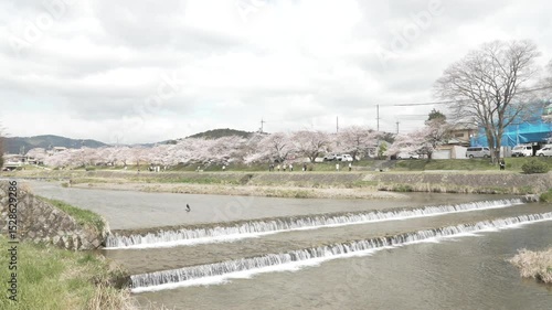 京都　加茂川　桜