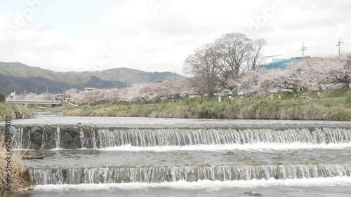 京都　加茂川　流れ　桜　