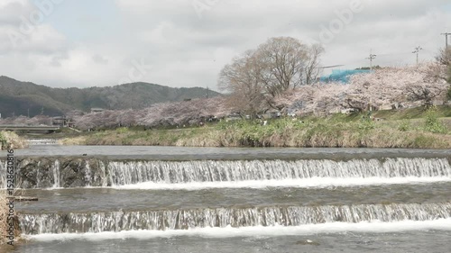 加茂川　桜　京都