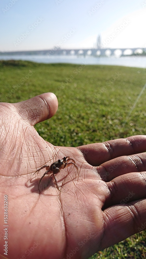 Obraz premium hand of a man with a baby crab