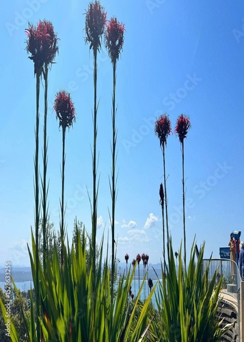 flowers in the field