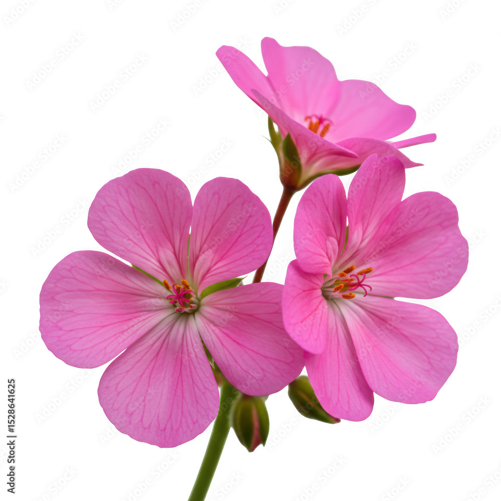 Fototapeta premium Beautiful pink geranium flower bloom blossom floral plant closeup shot on transparent background