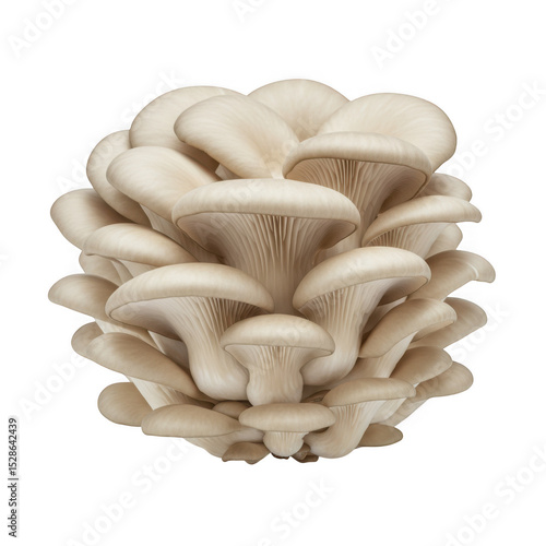 Cluster of oyster mushrooms isolated on transparent background