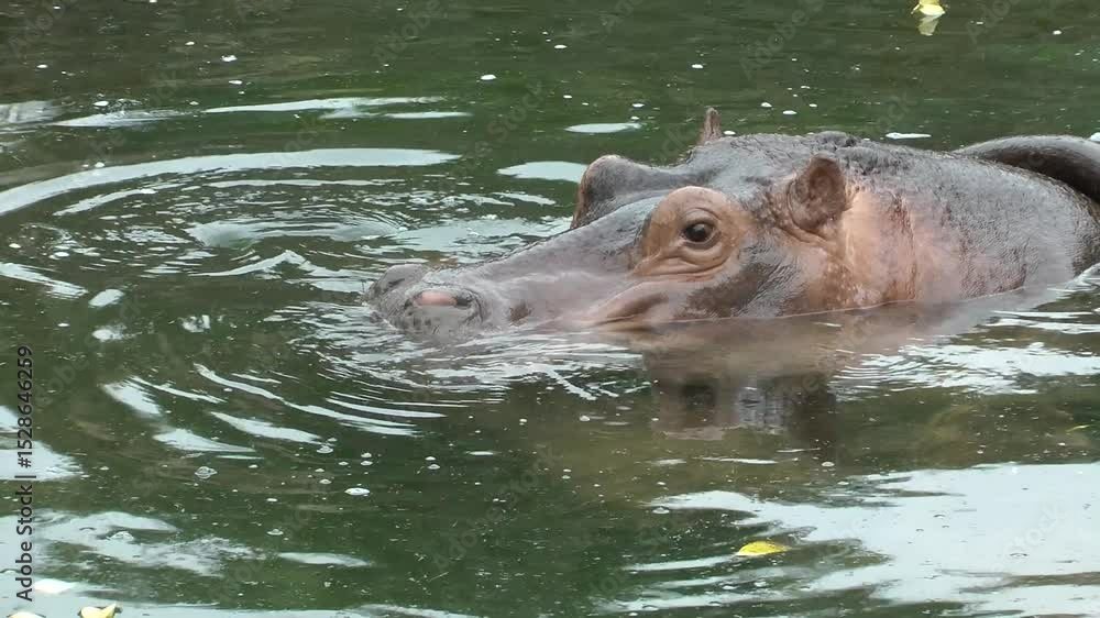 A hippopotamus and her twin babies in the water A hippopotamus and her twin babies in the water