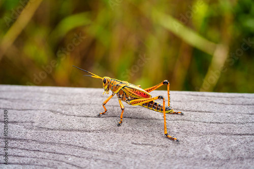 grasshopper laying on wood stand in Everglades National Park, Florida 