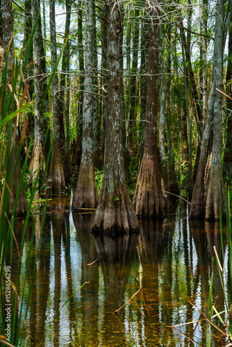 cypress swamp with water reflection in Everglades National Park, Florida