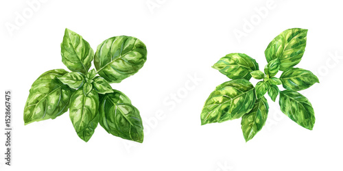 basil watercolor vector illustration