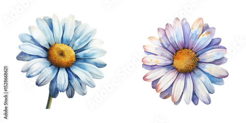 beautiful daisy flower watercolor vector illustration