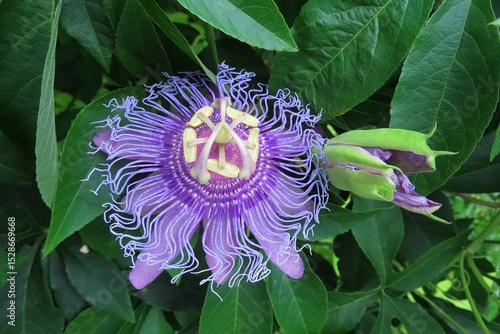 Фотография Purple passiflora flower in Florida nature, closeup