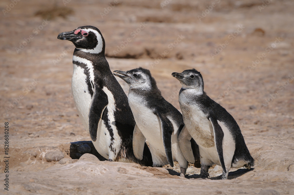 Fototapeta premium Pingüino de Magallanes adulto y crías