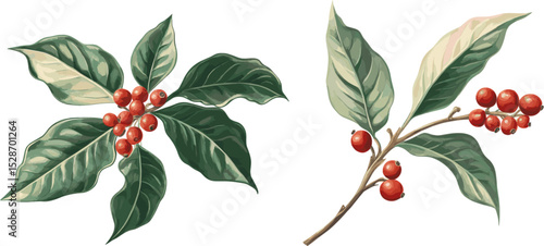2 sets of Coffee leaves and red berries isolated on white background. Vector illustration in watercolor style