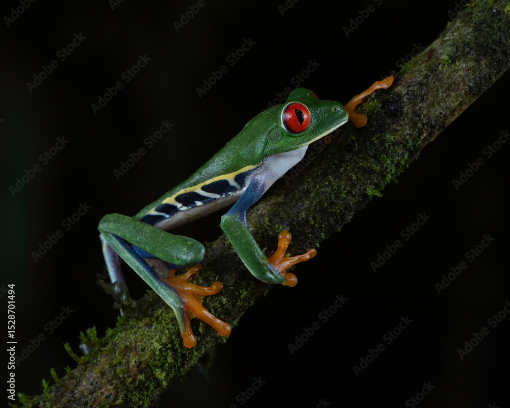 Obraz premium Red-eyed Tree Frog (Agalychnis callidryas), Costa Rica