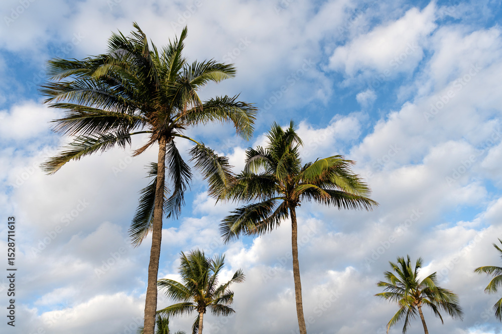 Obraz premium Tropical summer vacation. Exotic nature. Palm tree. Summer vacation in Miami south beach. Palm tree of California. Tropical beach in Miami. Tropical outdoor scene with palm tree. Towering palm canopy
