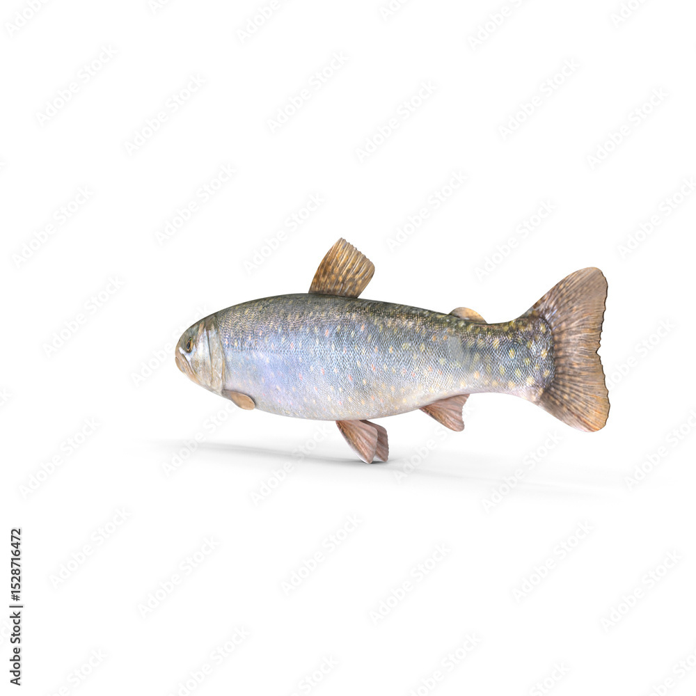 Obraz premium Trout Fish Isolated on Transparent Background