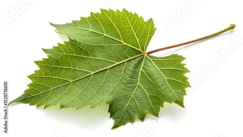 Single Grapevine Leaf on a White Background, Isolated Leaf, Palmate, Pedate, Green Leave