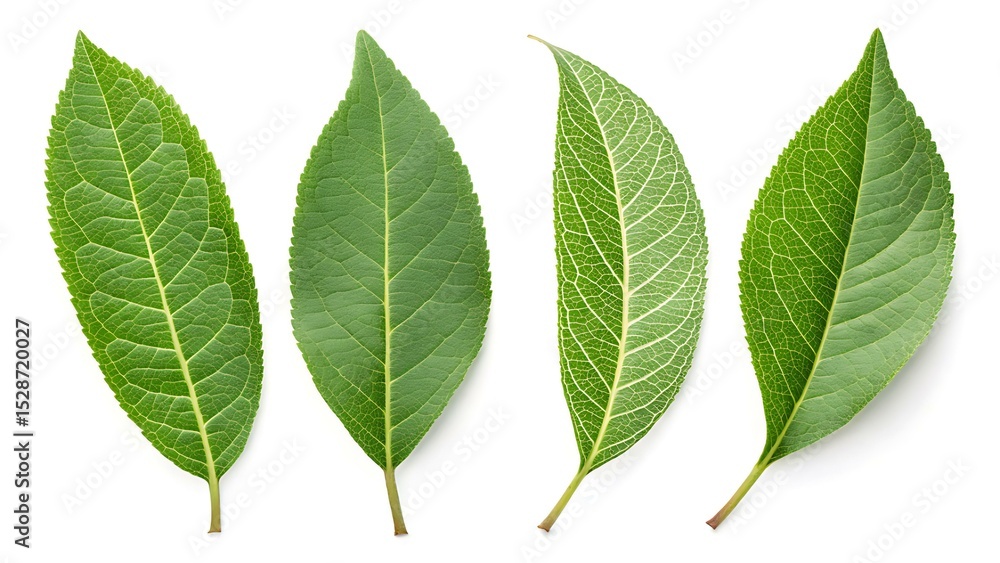 Set Of Peach Leaves Arranged In Different Positions On White Background, Fruit Leaves, Green Leaf, Isolated Leaf Set Of Peach Leaves Arranged In Different Positions On White Background, Fruit Leaves, Green Leaf, Isolated Leaf