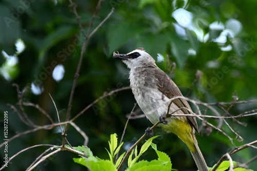 Pycnonotus goiavier on tree eat insects.