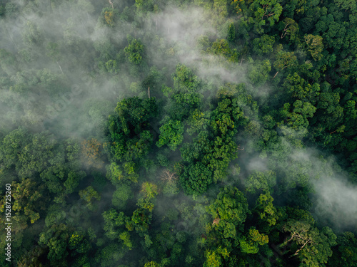 View of Misty Tropical Forest Canopy: Abstract Nature Texture
