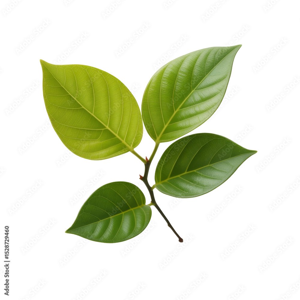 Fototapeta premium green leaves branch isolated on white background