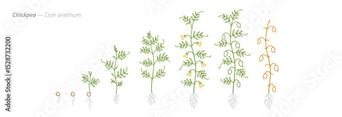 Chickpea Growth Stages Vector Illustration - Cicer arietinum Development Cycle