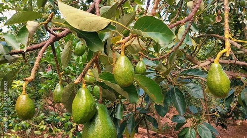 Footage of avocado fruits hanging on tree branch on a sunny day. Fresh ripe avocado. Small local produce of fruits in Indonesia.