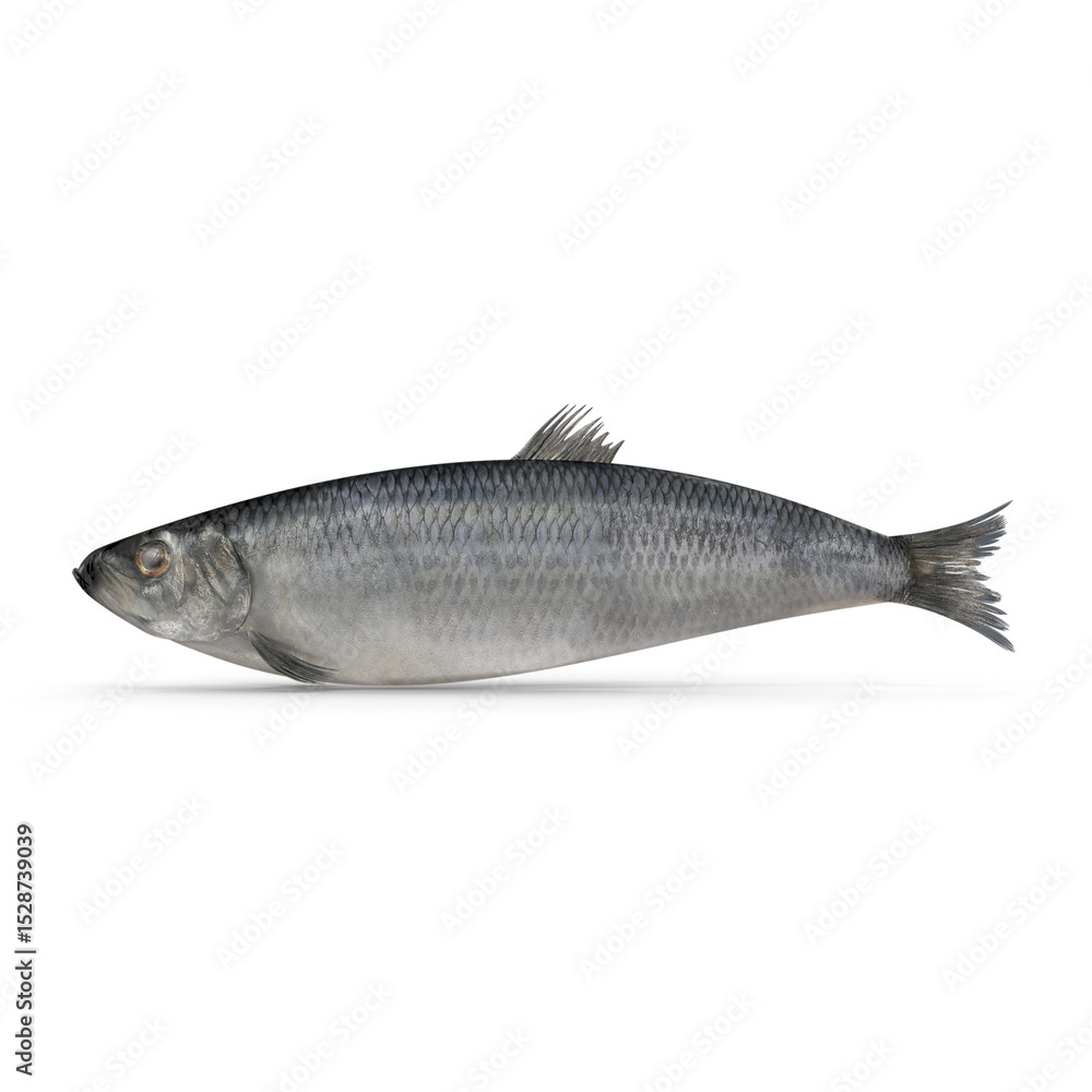 Obraz premium Whole Raw Herring Fish Isolated on Transparent Background
