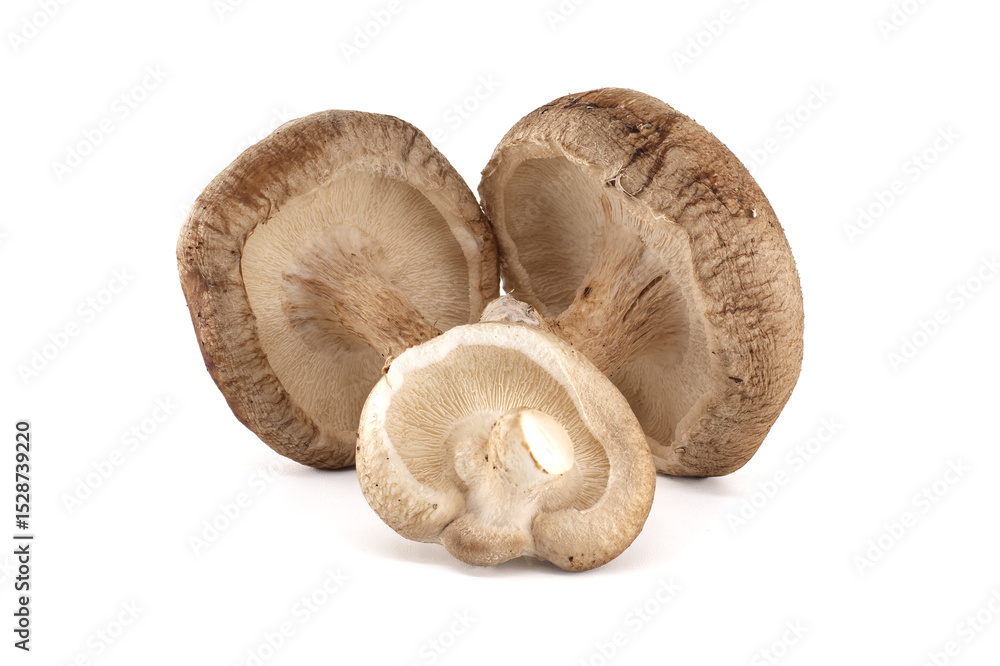 Close-Up View of Shiitake Mushrooms Isolated on White Background Close-Up View of Shiitake Mushrooms Isolated on White Background