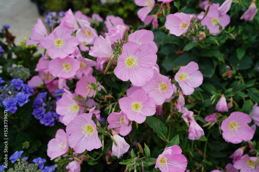 Naklejka premium 정원의 꽃