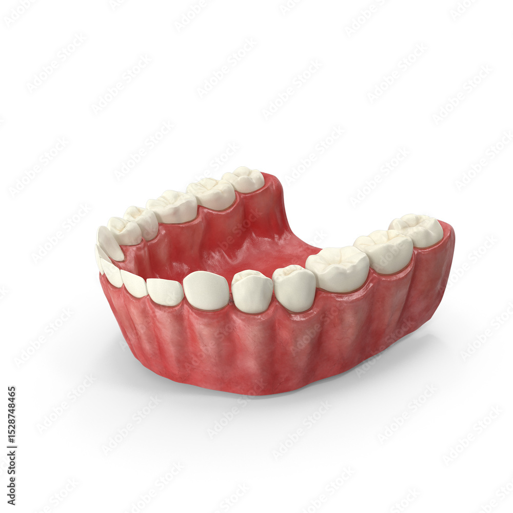 Fototapeta premium Human Mouth Lower Jaw (Mandible) with Teeth and Gums Isolated on Transparent Background