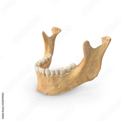 Human Female Jawbone (Mandible) with Teeth Isolated on Transparent Background