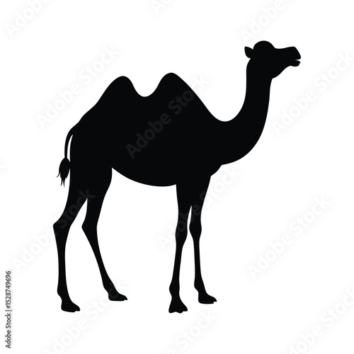 camel in the desert