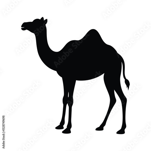 camel in the desert