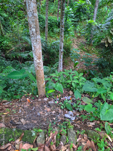 Wallpaper Mural ravine in the woods Torontodigital.ca