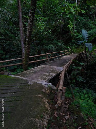 Wallpaper Mural path in the woods Torontodigital.ca