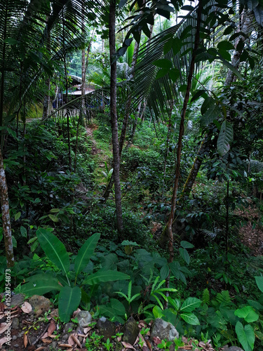 Wallpaper Mural hut in the middle of the tropical forest Torontodigital.ca