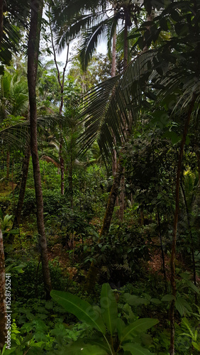 Wallpaper Mural tropical forest in the morning Torontodigital.ca