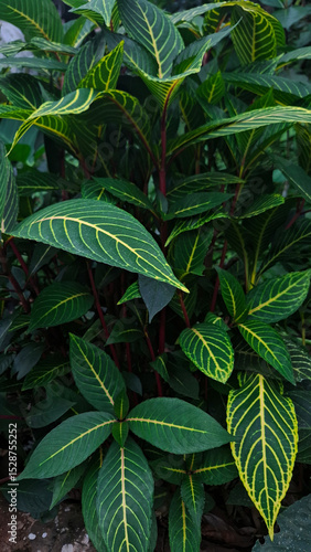 Wallpaper Mural close up of green leaves Torontodigital.ca