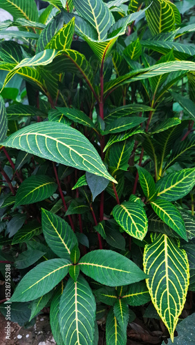 Wallpaper Mural green leaves in the garden Torontodigital.ca