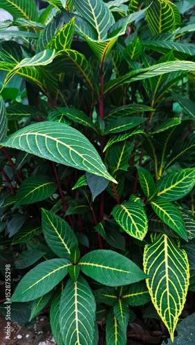 Wallpaper Mural close up of a tropical plant Torontodigital.ca