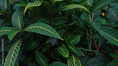 Wallpaper Mural dark green foliage Torontodigital.ca