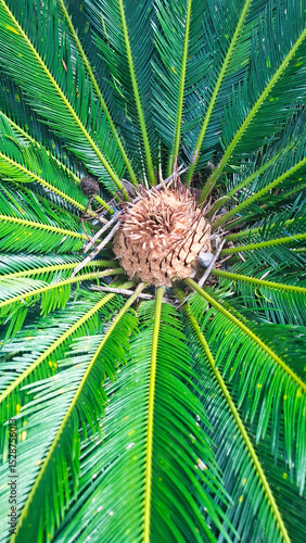 Wallpaper Mural palm tree leaves textured background Torontodigital.ca