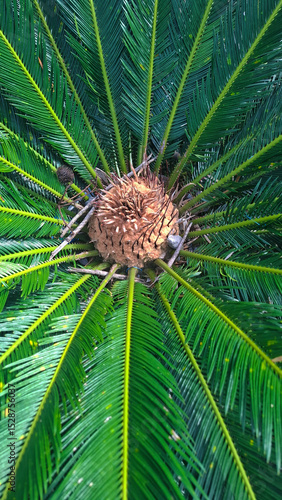 Wallpaper Mural close up of a pine cone Torontodigital.ca