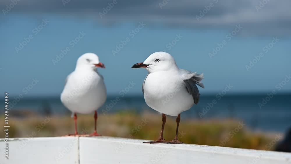 Seagulls in Wellington, New Zealand Seagulls in Wellington, New Zealand