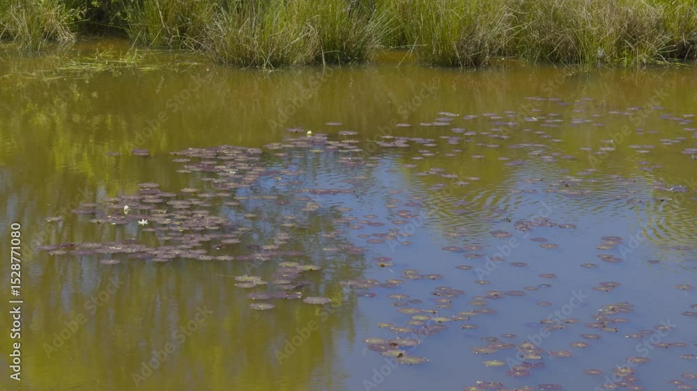 Small Pond With Brownish Water And Lilly Pads Scattered Across The Surface Small Pond With Brownish Water And Lilly Pads Scattered Across The Surface