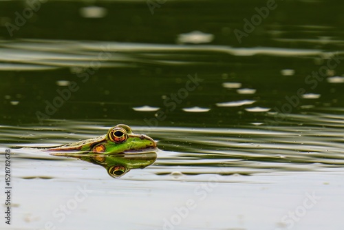 Wallpaper Mural frog in the pond Torontodigital.ca
