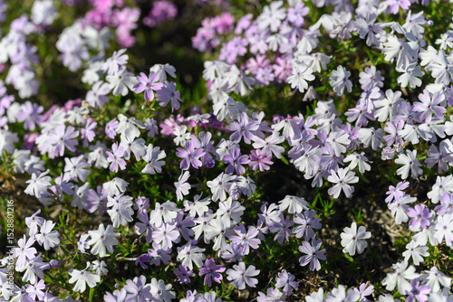 Clematis and its bright pink flowers.

